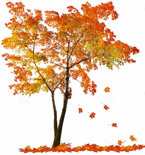 Click image for larger version. 

Name:	maple-tree.jpg 
Views:	495 
Size:	50.9 KB 
ID:	10016