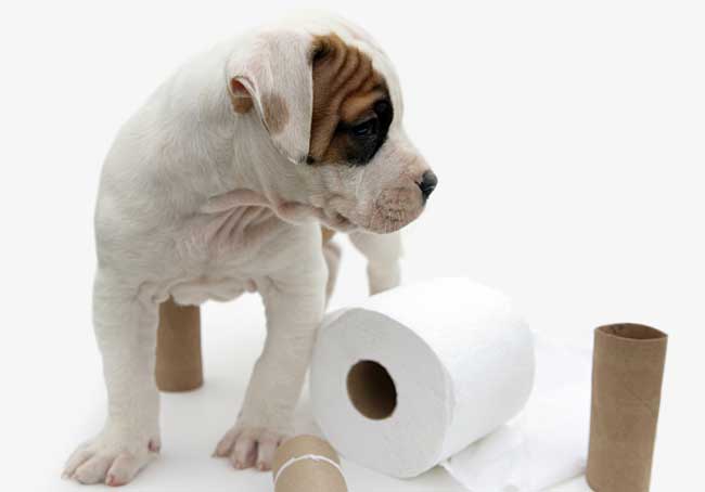 Name:  puppy-house-training.jpg
Views: 632
Size:  12.6 KB