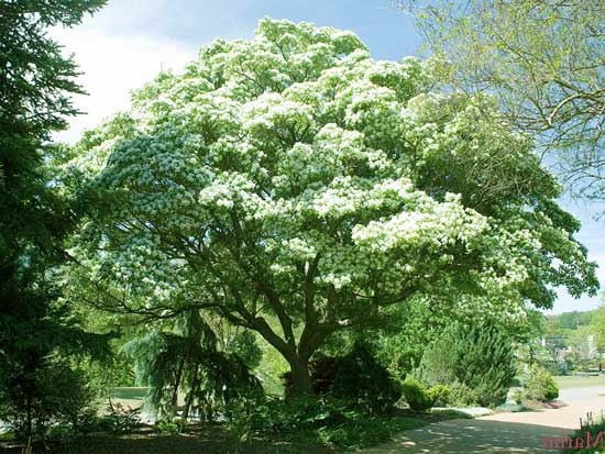 Name:  chinese_fringe_tree.jpg
Views: 131
Size:  59.3 KB