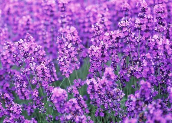 Name:  Lavender-Pillow-Offers-You-.jpg
Views: 4267
Size:  50.7 KB