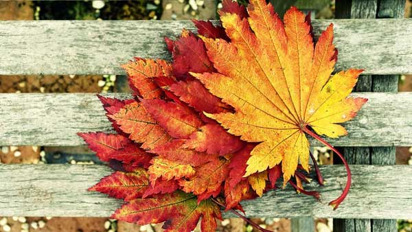 Name:  autumn-leaves.jpg
Views: 242
Size:  46.0 KB