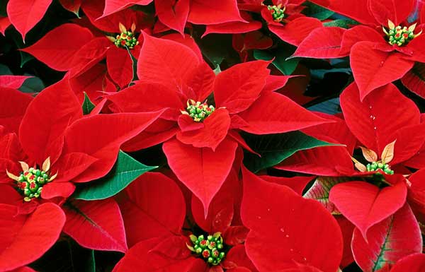 Name:  poinsettia.jpg
Views: 129
Size:  33.1 KB